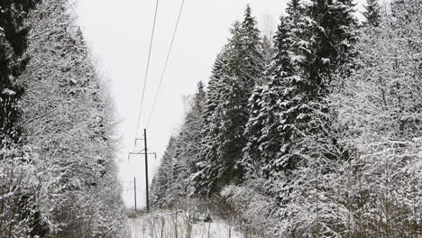 Electricity-pylons-in-the-forest