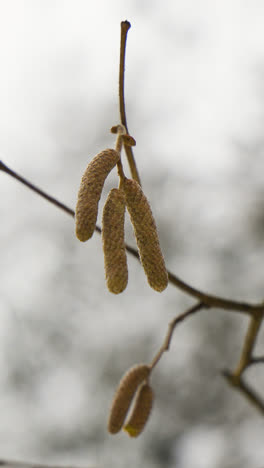 Früchte-Der-Bäume-Hängen