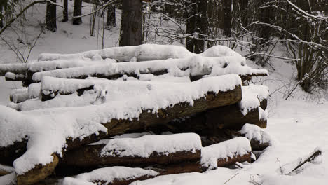 Snow-covered-logs