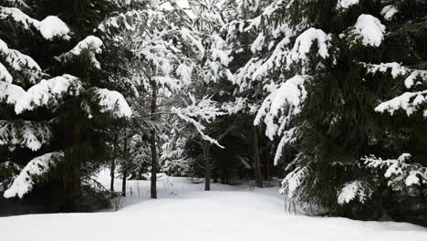 Snow-covered-forest