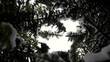 Snow-covered-forest