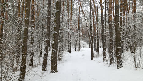 Bosque-Cubierto-De-Nieve