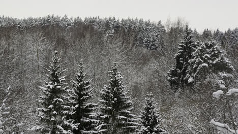 Snow-covered-forest