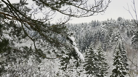 Snow-covered-forest