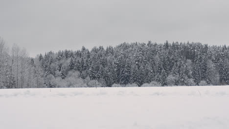 Person-walking-in-the-forest