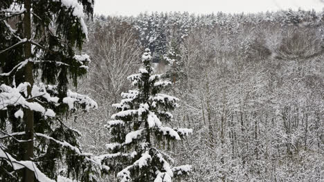 Snow-covered-forest