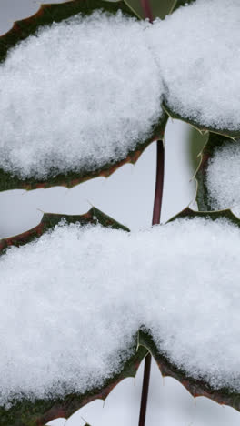 Frozen-branches