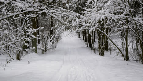 Snow-covered-forest