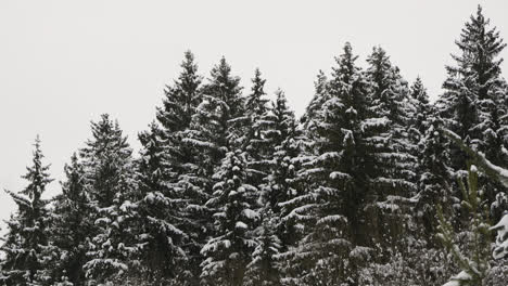 Snow-covered-forest