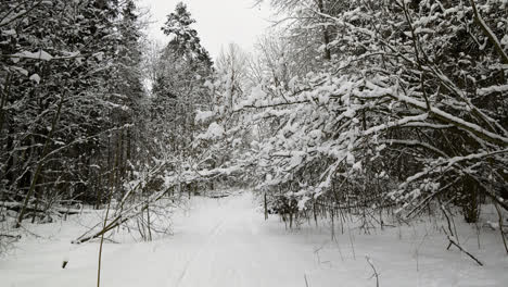 Snow-covered-forest