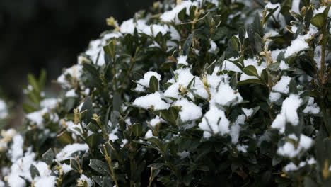 Frozen-branches