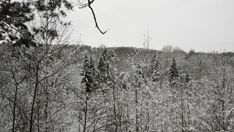 Snow-covered-forest