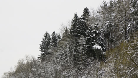 Snow-covered-forest