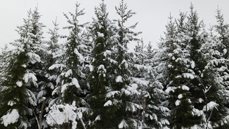 Snow-covered-forest