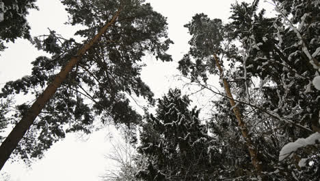 Snow-covered-forest