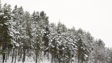 Snow-covered-forest