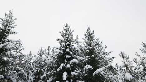 Snow-covered-forest