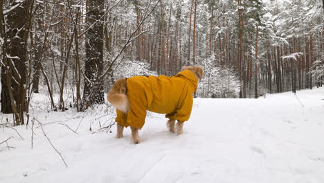 Bosque-Cubierto-De-Nieve