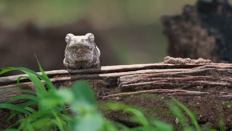 Closeup-Of-A-Grey-Foam-nest-Tree-Frog-Breathing---Buccal-Pumping