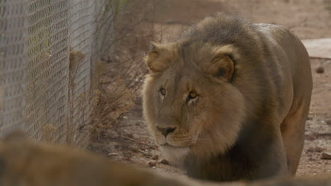 Hermosos-Leones-Cautivos-En-Un-Zoológico