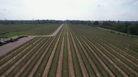 Drone-Shot-of-Winery-and-Vineyard-in-Palic,-Serbia