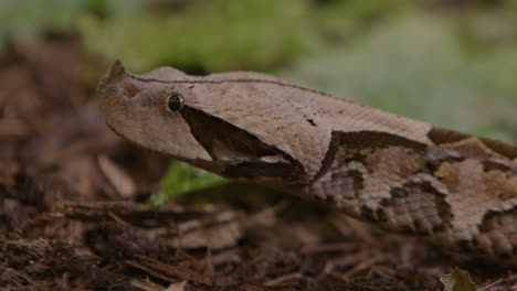 Gaboon-viper-extreme-close-up-of-snake