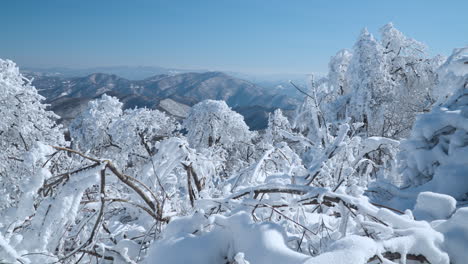 Balwangsan-Mountain-Summit-Mona-Park-Winter-Landscape,-View-of-Bent-Trees-Covered-with-Snow-and-Mountain-Ranges-in-Backdrop,-South-Korea