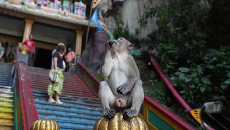 Affe-Sitzt-Auf-Einer-Goldenen-Struktur-In-Den-Batu-Höhlen,-Touristen-Im-Hintergrund,-Leuchtende-Treppen,-Tageslicht