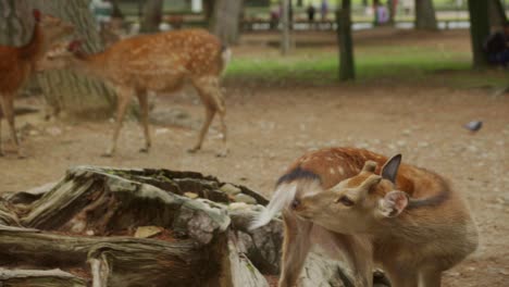 Nara-Hirsche-Beim-Putzen-Und-Reinigen,-Im-Hintergrund-Laufen-Touristen