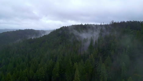 La-Niebla-Persiste-Sobre-Las-Secuoyas-De-Madera-De-Muir-Que-Establecen-Antenas