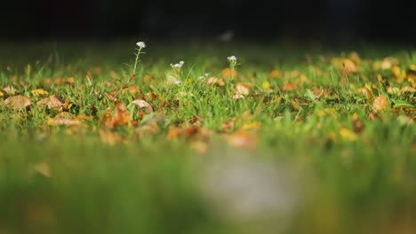 Blühende-Schafgarbe-Auf-Dem-üppigen-Grünen-Rasen,-übersät-Mit-Verwelkten-Blättern