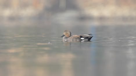 Un-Gadwall-Flotando-En-Un-Lago-Bajo-El-Sol-De-La-Mañana