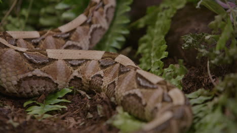 Gaboon-viper-tail-with-scales-and-patterns-on-forest-floor