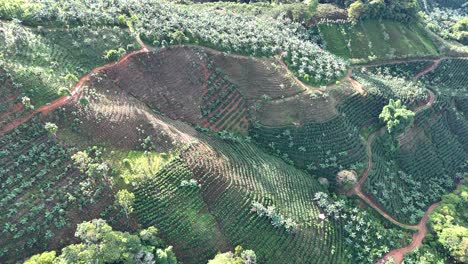 Fincas-De-Café-Y-Banano-En-Las-Montañas-De-Costa-Rica