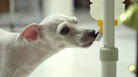 Close-Up-shot-to-a-Toy-Poodle-Bald,-White-dog-drinks-water-from-a-Plastic-Bottle