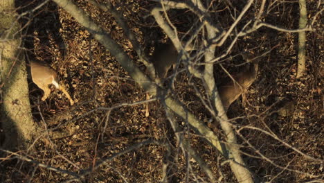 Draufsicht-Auf-Weißwedelhirsche,-Die-Im-Wald-Grasen-Während-Der-Spätherbstsaison