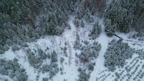 Overhead-aerial-of-a-tree-farm-covered-in-snow