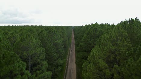 Siguiendo-Una-Motocicleta-A-Toda-Velocidad-Que-Viaja-Por-Un-Camino-Forestal-A-Través-De-Una-Plantación-De-Pinos