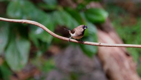 Camera-zooms-in-as-this-bird-looks-around,-Scaly-breasted-Munia-or-Spotted-Munia-Lonchura-punctulata,-Thailand