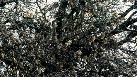 Großer-Schwarm-Rotschnabel-Quetschvögel,-Der-In-Einem-Kahlen-Baum-Nistet