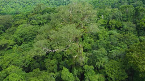 El-Exuberante-Dosel-Verde-De-La-Selva-Tropical-De-Oxapampa-En-Perú,-Un-área-Biodiversa,-Vista-Aérea