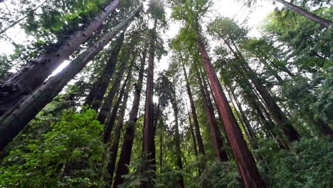 Toma-POV-Mirando-Secuoyas,-Inclinándose-Hacia-La-Gente-En-Los-Senderos-De-Muir-Woods,-EE.UU.