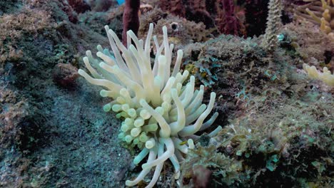 a-cute-anemone-moving-with-the-current-on-the-reef