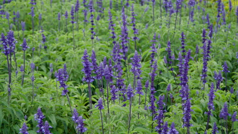 Salvia-Officinalis,-Echter-Salbei-Oder-Salbei,-Ist-Ein-Mehrjähriger,-Immergrüner-Halbstrauch-Mit-Holzigen-Stielen-Und-Blauen-Bis-Violetten-Blüten