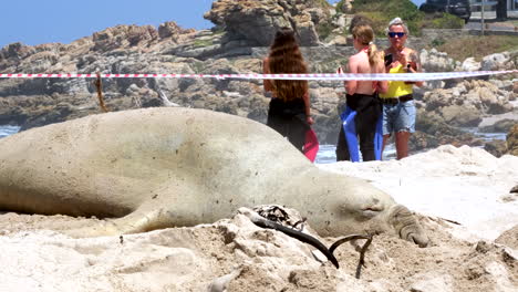 Los-Lugareños-Visitan-Buffel,-El-Elefante-Marino-Del-Sur,-En-Una-Zona-Acordonada.