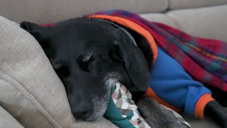 An-Einem-Kalten-Wintertag-Sieht-Man-Einen-Schläfrigen-älteren-Labrador,-Der-In-Eine-Rote-Decke-Gehüllt-Und-Mit-Einer-Jacke-Bekleidet-Auf-Einem-Sofa-Liegt.