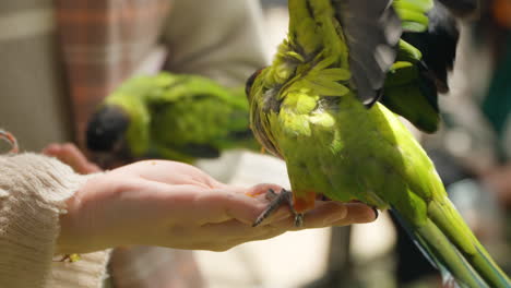 Two-Nanday-Parakeet-Birds-Fed-From-Woman's-Hand-in-Mongo-Land-Da-Lat-Petting-Zoo