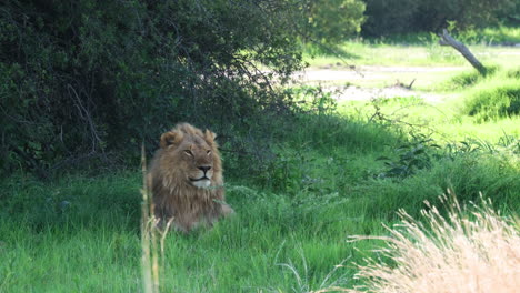 African-Lion-Resting-On-Grass---Wide-Shot