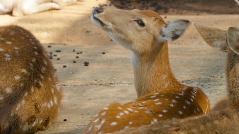 Face-Close-up-of-Indochinese-Sika-Deer-Gnawing-Laying-on-the-Ground-Looking-at-Camera-at-Mongo-Land-Zoo-Dalat,-Vietnam