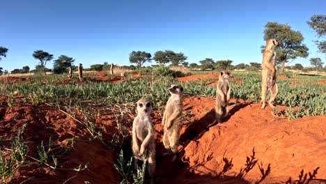 Suricate-Meerkats-standing-in-a-row,-basking-in-the-early-morning-sunshine-beside-their-burrow,-scanning-the-area-for-danger-and-predators-in-the-Southern-Kalahari